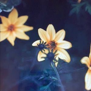 Meet your Posher, Tyra